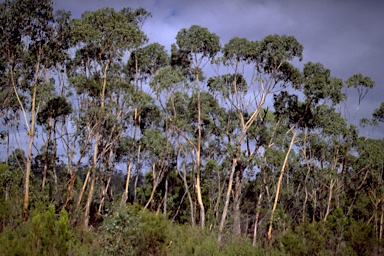 APII jpeg image of Eucalyptus ovata x brookeriana  © contact APII