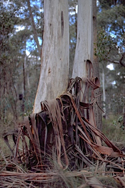 APII jpeg image of Eucalyptus oreades  © contact APII