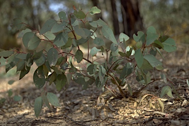APII jpeg image of Eucalyptus ?  © contact APII