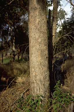 APII jpeg image of Eucalyptus malacoxylon  © contact APII