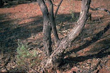 APII jpeg image of Eucalyptus morrisii  © contact APII