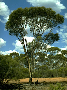 APII jpeg image of Eucalyptus kondinensis  © contact APII