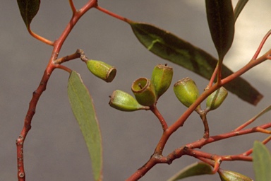 APII jpeg image of Eucalyptus calycogona  © contact APII