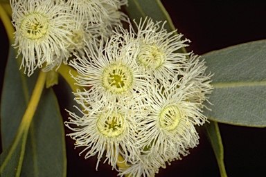 APII jpeg image of Eucalyptus johnsoniana  © contact APII