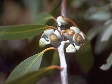 APII jpeg image of Eucalyptus tenuiramis  © contact APII