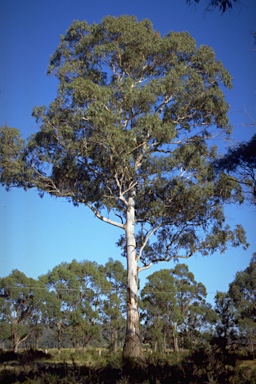 APII jpeg image of Eucalyptus brettiana  © contact APII