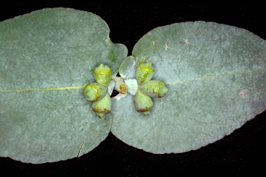 APII jpeg image of Eucalyptus cordata subsp. cordata  © contact APII