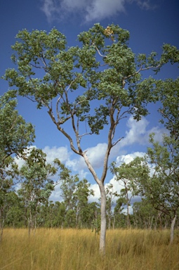 APII jpeg image of Eucalyptus fitzgeraldii  © contact APII