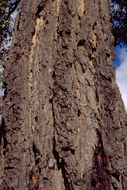 APII jpeg image of Eucalyptus caleyi subsp. caleyi  © contact APII