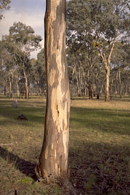 APII jpeg image of Eucalyptus leucoxylon subsp. pruinosa  © contact APII