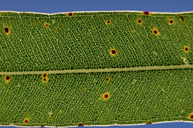 APII jpeg image of Corymbia tessellaris  © contact APII