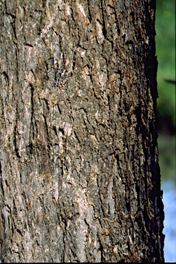 APII jpeg image of Eucalyptus odorata  © contact APII