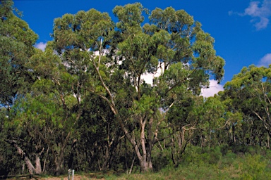 APII jpeg image of Eucalyptus volcanica  © contact APII