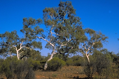 APII jpeg image of Eucalyptus victrix  © contact APII