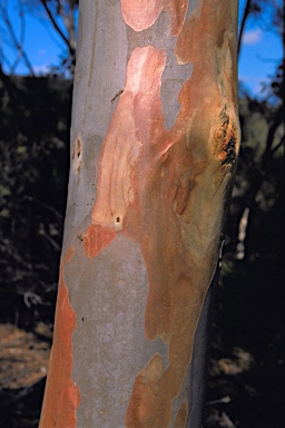 APII jpeg image of Eucalyptus falcata  © contact APII