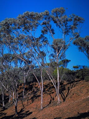 APII jpeg image of Eucalyptus gardneri subsp. ravensthorpensis  © contact APII