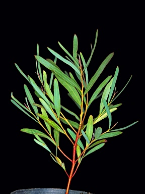 APII jpeg image of Eucalyptus jutsonii subsp. jutsonii  © contact APII