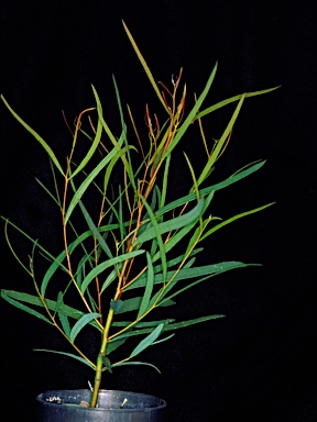 APII jpeg image of Eucalyptus leptopoda subsp. arctata  © contact APII