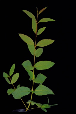 APII jpeg image of Eucalyptus ligulata subsp. ligulata  © contact APII