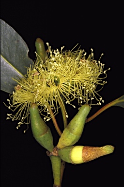 APII jpeg image of Eucalyptus x missilis  © contact APII