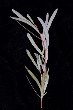 APII jpeg image of Eucalyptus olivina  © contact APII