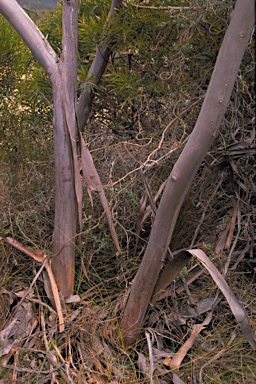 APII jpeg image of Eucalyptus xanthonema subsp. apposita  © contact APII