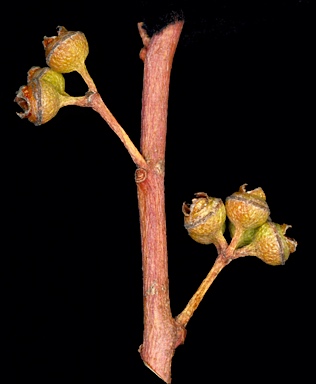 APII jpeg image of Eucalyptus camaldulensis subsp. minima  © contact APII