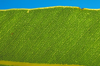 APII jpeg image of Corymbia bleeseri  © contact APII