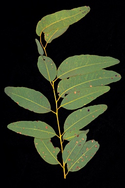 APII jpeg image of Eucalyptus distans  © contact APII