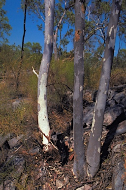 APII jpeg image of Eucalyptus glomericassis  © contact APII