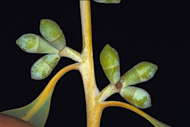 APII jpeg image of Corymbia gregoriensis  © contact APII