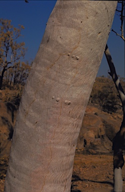 APII jpeg image of Eucalyptus herbertiana  © contact APII