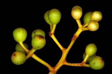 APII jpeg image of Corymbia latifolia  © contact APII
