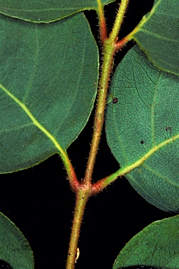 APII jpeg image of Corymbia latifolia  © contact APII