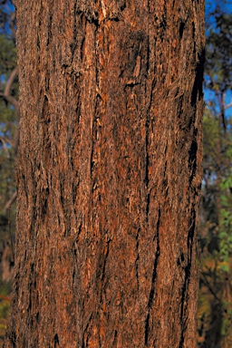 APII jpeg image of Eucalyptus miniata  © contact APII