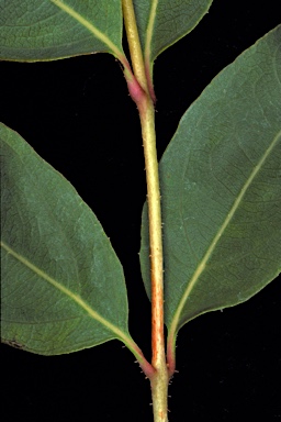 APII jpeg image of Corymbia greeniana  © contact APII