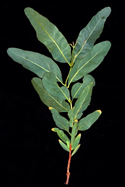 APII jpeg image of Corymbia ferruginea subsp. stypophylla  © contact APII
