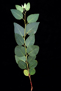 APII jpeg image of Eucalyptus oxymitra x sessilis  © contact APII