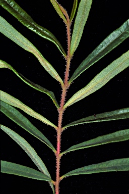 APII jpeg image of Corymbia jacobsiana  © contact APII