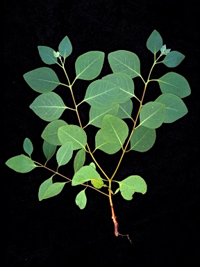 APII jpeg image of Eucalyptus leucophloia subsp. euroa  © contact APII