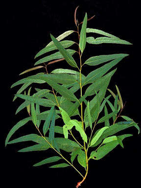 APII jpeg image of Eucalyptus lucens  © contact APII