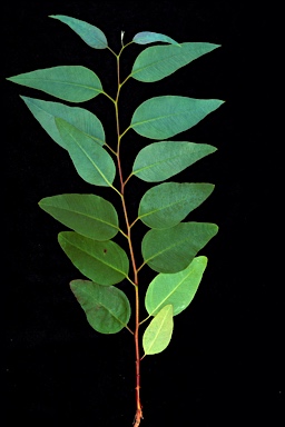 APII jpeg image of Eucalyptus pachyphylla  © contact APII