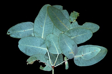 APII jpeg image of Eucalyptus pruinosa subsp. tenuata  © contact APII