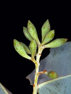 APII jpeg image of Eucalyptus pruinosa subsp. pruinosa  © contact APII