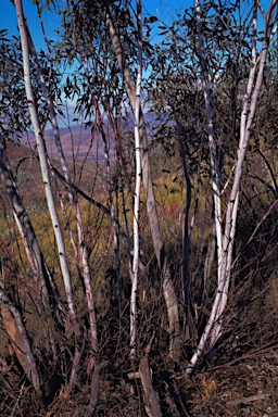APII jpeg image of Eucalyptus repullulans  © contact APII