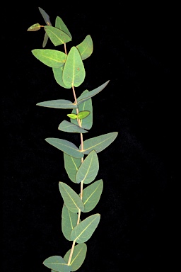APII jpeg image of Corymbia setosa  © contact APII