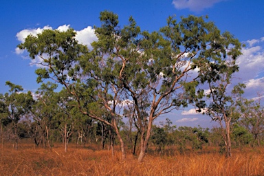 APII jpeg image of Eucalyptus tectifica  © contact APII