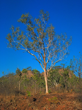 APII jpeg image of Eucalyptus tintinnans  © contact APII