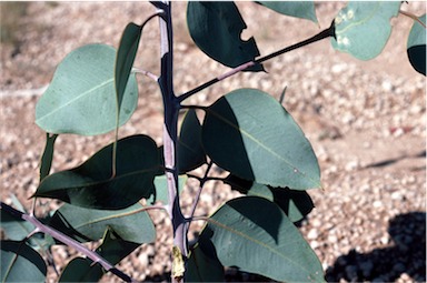 APII jpeg image of Eucalyptus fraseri subsp. fraseri  © contact APII