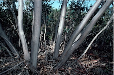 APII jpeg image of Eucalyptus semiglobosa  © contact APII